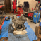 I.R. AUTO autoserviss, Shadow SIA
